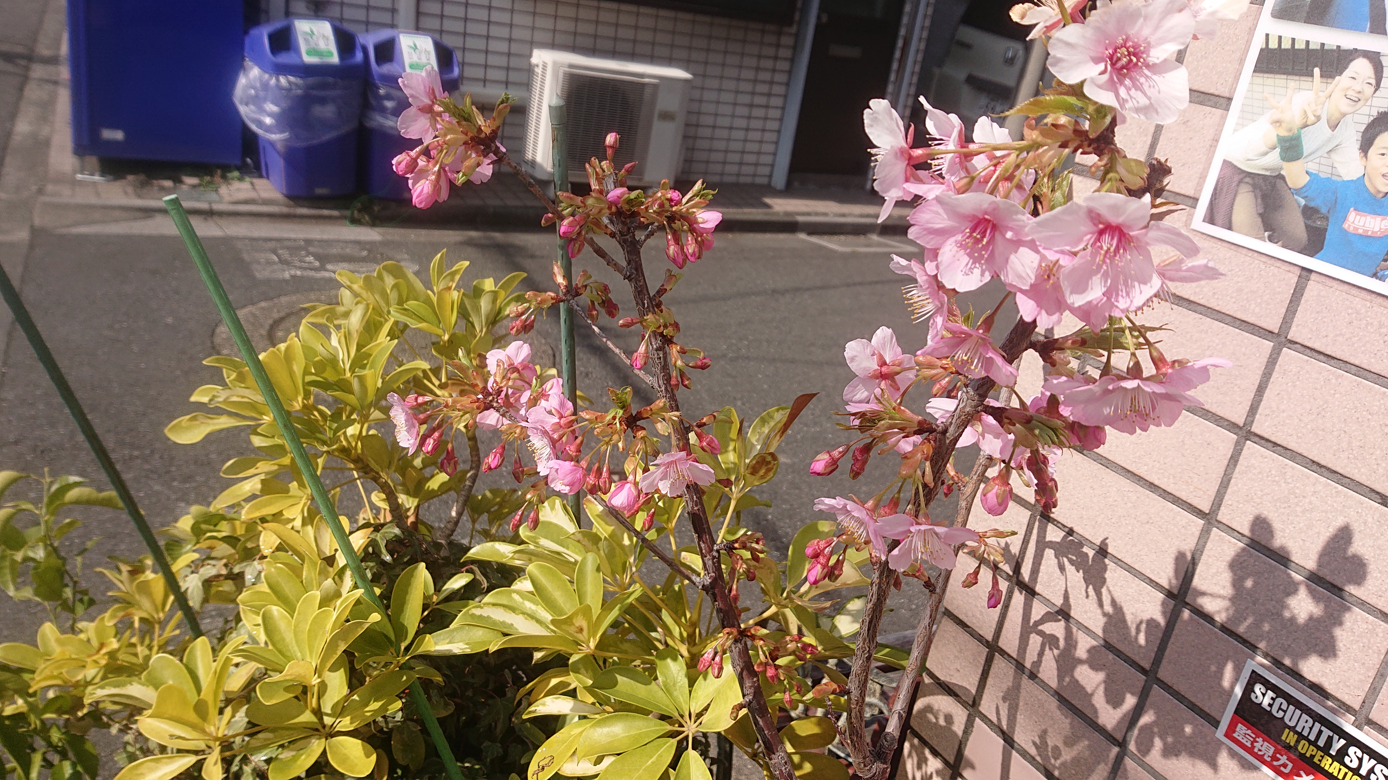 板橋区ウクレレ教室、河津桜が満開です