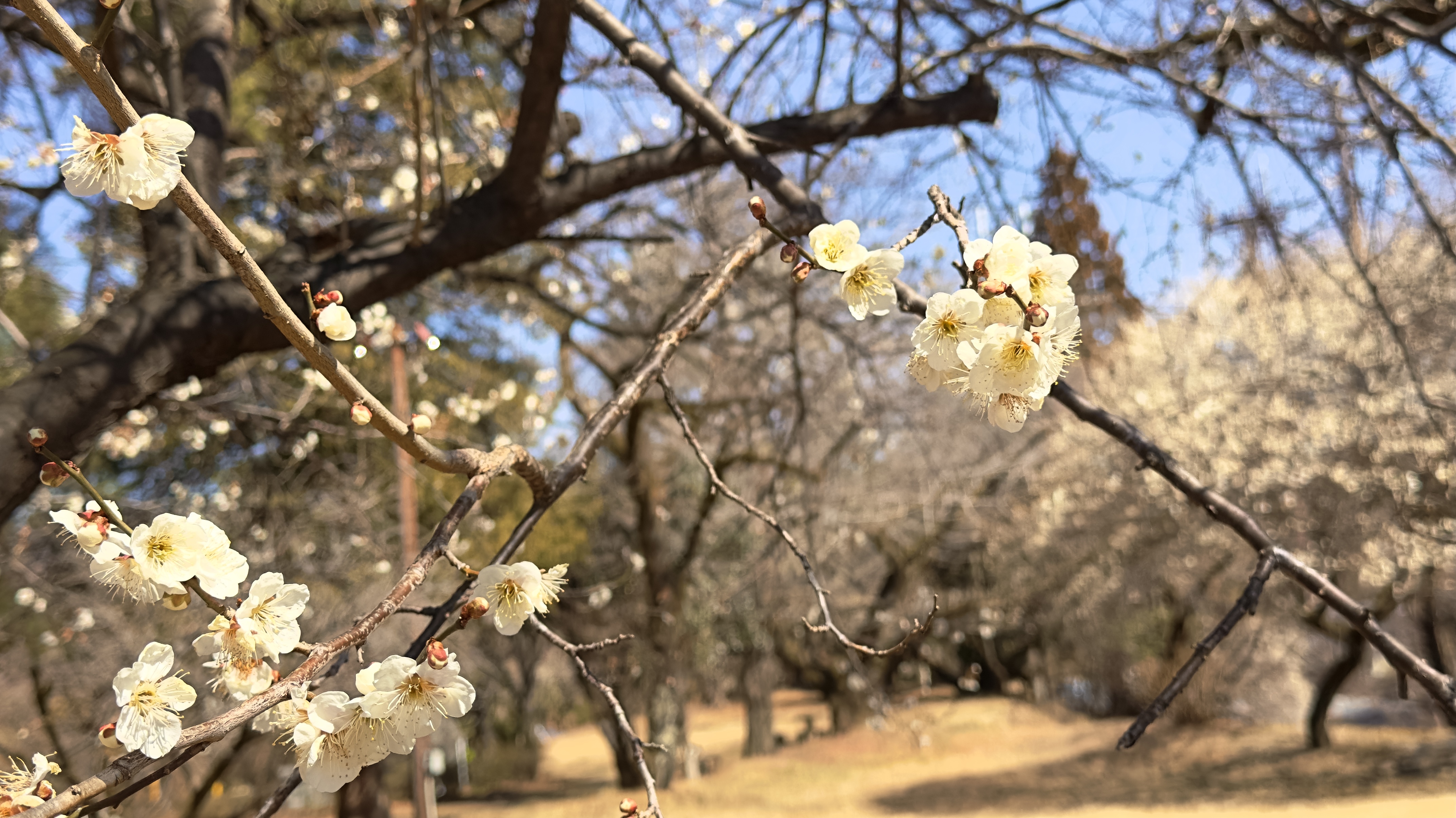 画像の説明