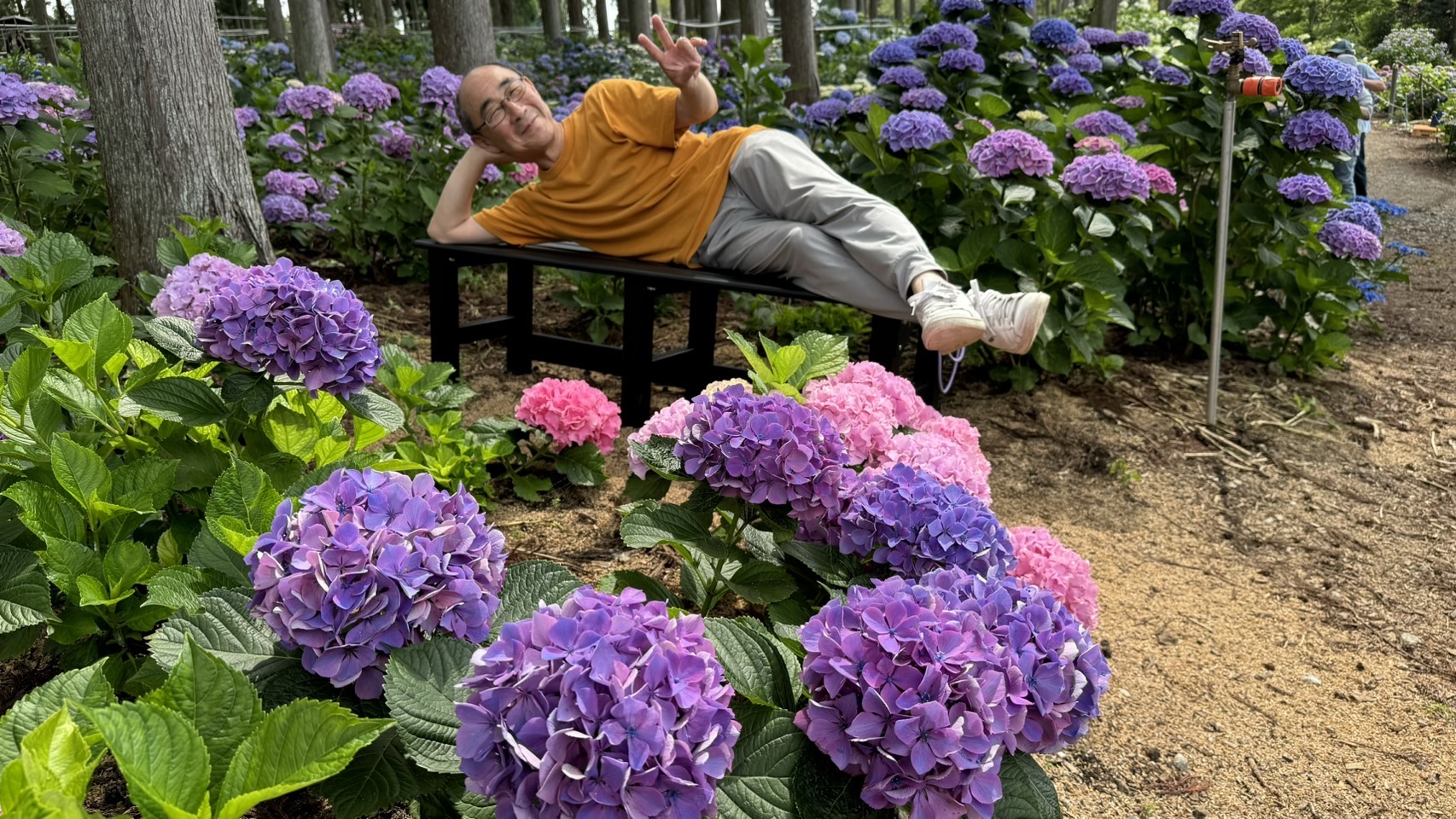 北茨城あじさいの森 北茨城あじさいの森