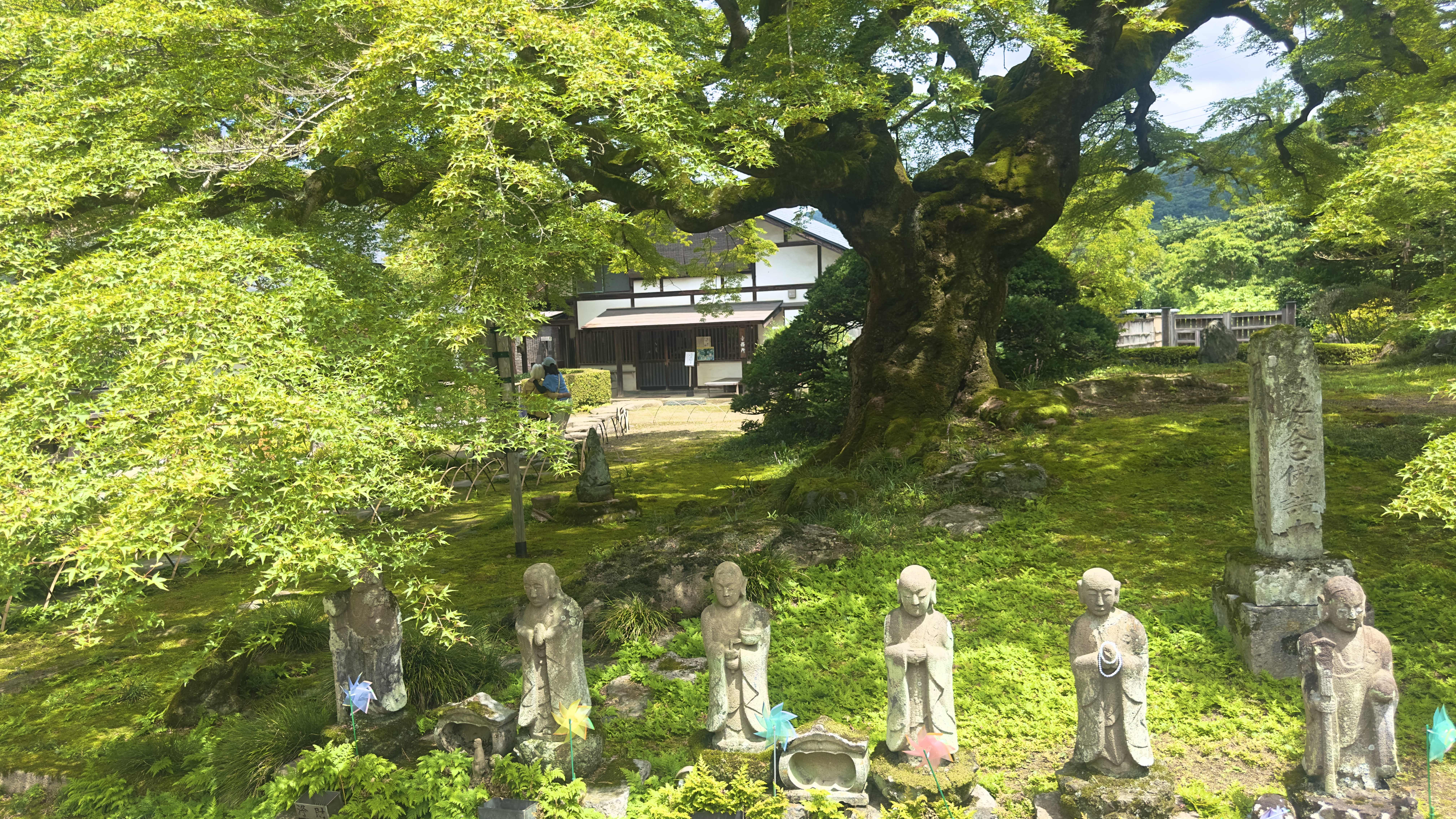 秩父札所8番 清泰山 西善寺樹齢約600年のコミネモミジ 県指定天然記念物 秩父札所8番 清泰山 西善寺樹齢約600年のコミネモミジ 県指定天然記念物