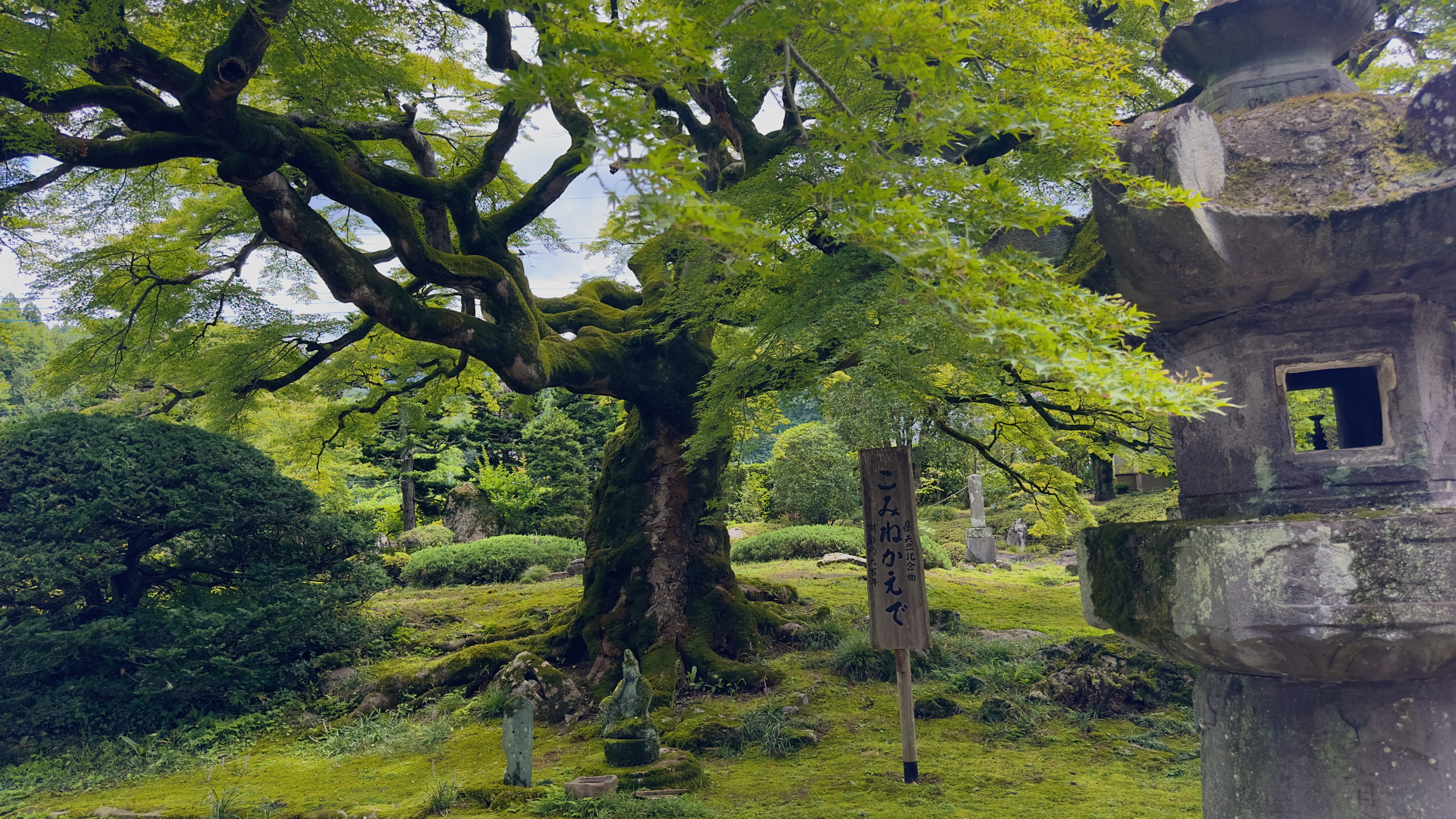 秩父札所8番 清泰山 西善寺 樹齢約600年のコミネモミジ 県指定天然記念物 秩父札所8番 清泰山 西善寺 樹齢約600年のコミネモミジ 県指定天然記念物