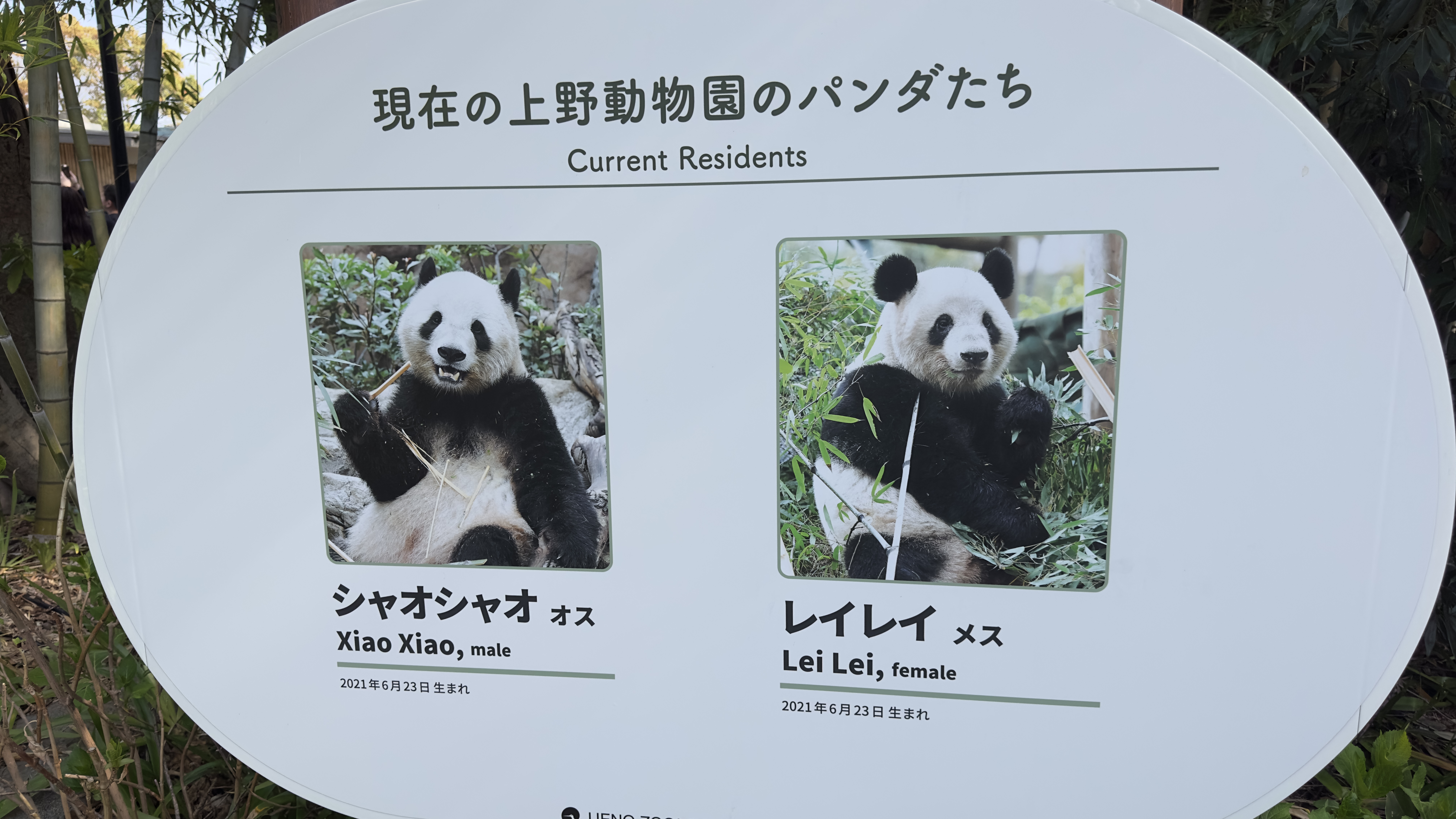 上野公園でお花見🌸パンダ🐼