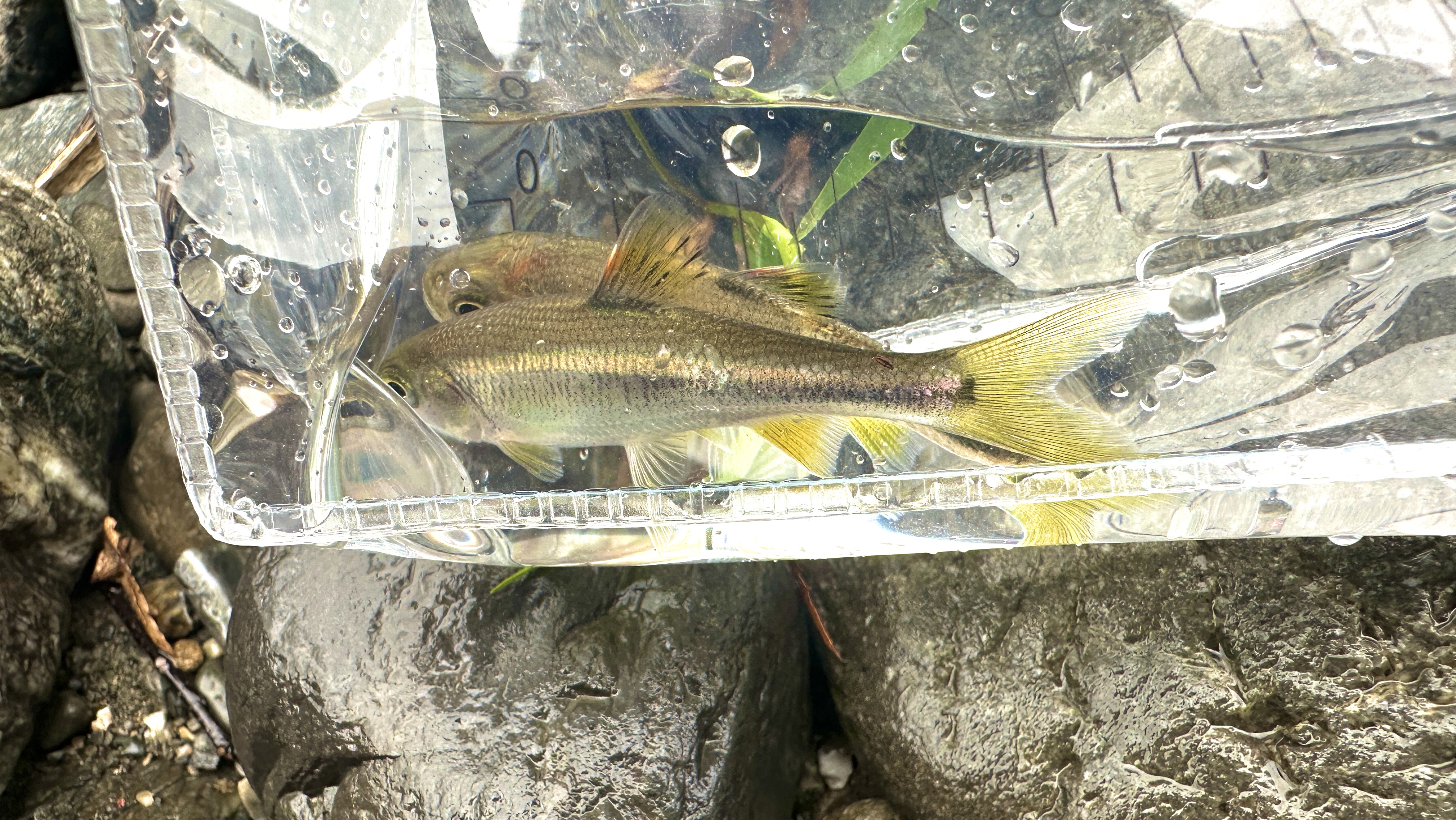 飯能河原 飯能河原