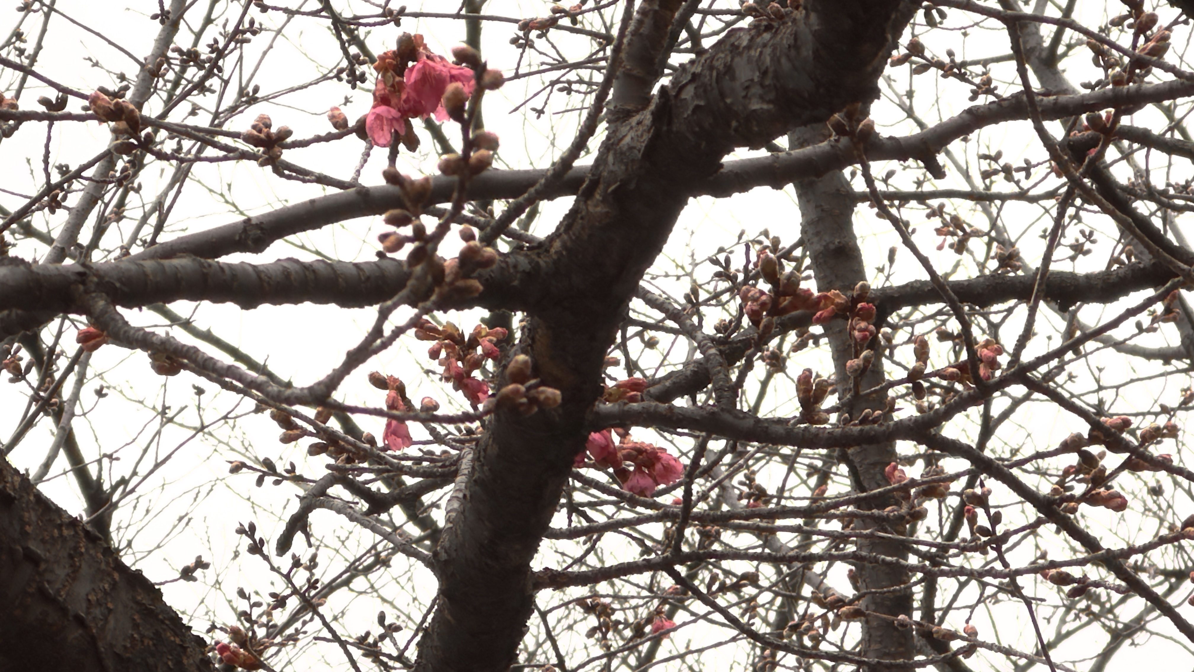 地元にて早咲きの桜🌸が開花していました