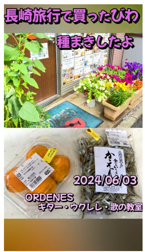 長崎旅行で買ったびわ 種まきしたよ ORDENES ギター・ウクレレ・歌の教室