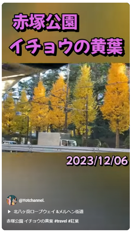 赤塚公園 イチョウの黄葉ス