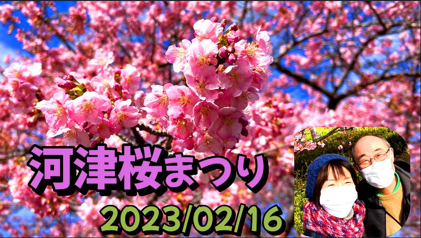 今年も河津桜まつりに行ってきました