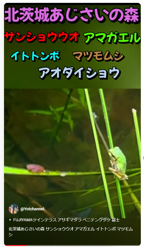 北茨城あじさいの森 サンショウウオ アマガエル イトトンボ マツモムシ 北茨城あじさいの森 サンショウウオ アマガエル イトトンボ マツモムシ