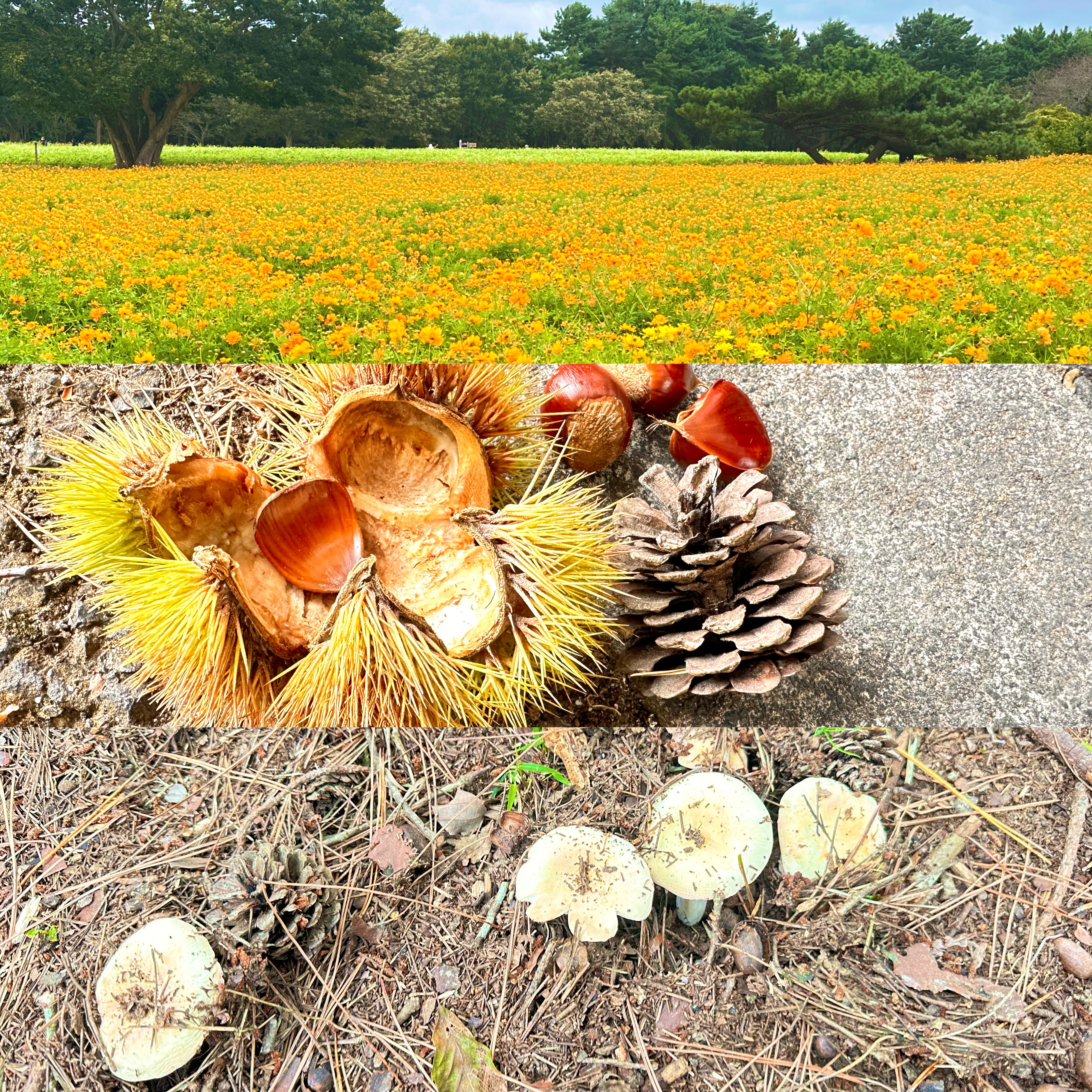 画像の説明 画像の説明